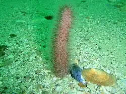 Actinoptilum molle (Echinoptilidae)