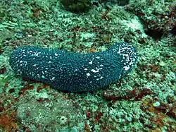 Actinopyga caerulea.