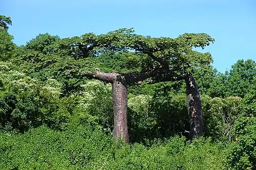 Adansonia suarezensis