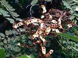 Adenanthera Pavonina