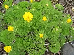 Plant of Adonis pyrenaica
