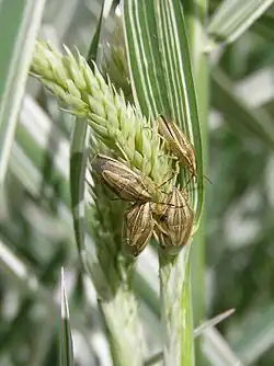 Adults feeding on Phalaris arundinacea