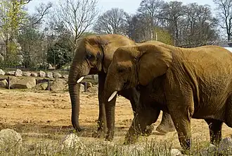African elephants