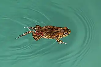 African common toad (Amietophrynus gutturalis) swimming.jpg