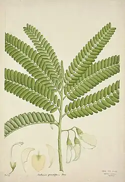 Botanical illustration