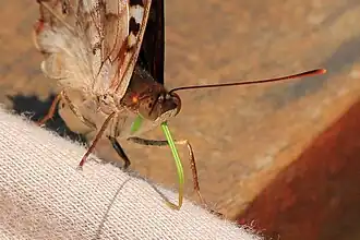 Showing green proboscis Cristalino River, Southern Amazon, Brazil