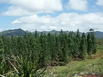 Agathis lanceolata plantation