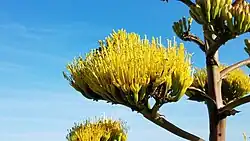Detail of the flowers