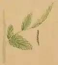 A leaf tip of Anthriscus sylvestris folded by larva