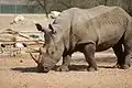 White rhinoceros