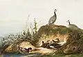 Ducks and guinea fowls, Salon of 1837