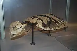 Extinct sea turtle Allopleuron hoffmani[3]