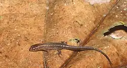 Northern Teiid (Alopoglossus angulatus)