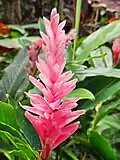 Alpinia purpurata (Vieill.) K.Schum. (Hawaii)