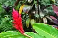 Alpinia purpurata (Big Island)