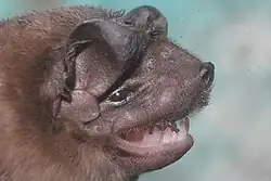 Brown bat head