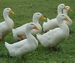 White Pekins are raised for meat.