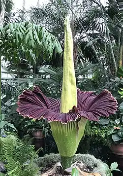 Corpse flower, Amorphophallus titanum, 2 or 3 metres tall