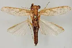 Amorphoscelis singaporana.