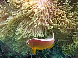 A. akallopisos (Skunk anemonefish)