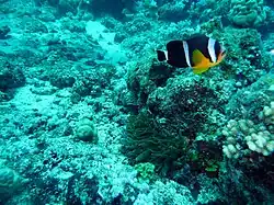 A. chrysogaster (Mauritian anemonefish)