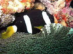 the superficially similar melanistic variation of A. clarkii lacking the characteristic sloping mid-band