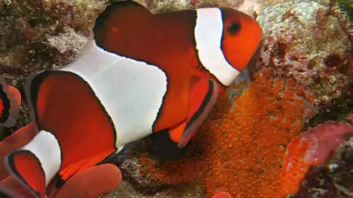 Clownfish next to orange eggs