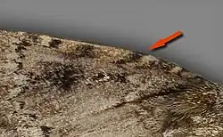 A. pyramidea - red arrow points out a difference