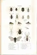 Plate 12 from: C.J.-B. Amyot and J. G. Audinet-Serville (1843). Histoire naturelle des insectes. Hémiptères. Paris, Librairie encyclopédique de Roret.
