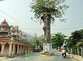 300 year old tree on Tượng Mountain, Ba Chúc town.