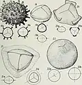 Tasmanites (unicellular algae)