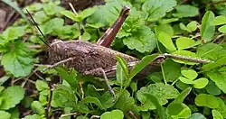 Female adult, 10 cm. (El Escorial, Spain)