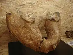 The jaw of Anancus, an extinct relative of the elephant