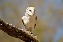 Barn owl at Birds of Prey display