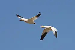 Snow geese (Anser caerulescens)