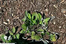 Small Parlin's pussytoes (Antennaria parlinii) plant among wood chippings