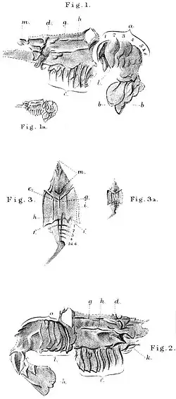 Monochrome illustrations of fossils of shrimp-like animals