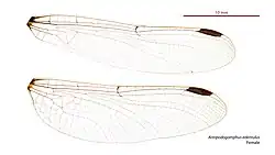 Female wings