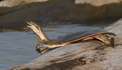 A. m. mutica basking, Missouri