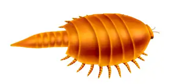 Apankura (Euthycarcinoidea)