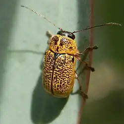 Aporocera melanocephala