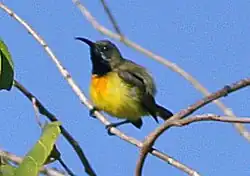 sunbird with greenish-brown upperparts, glossy blue throat, and yellowish underparts with an orange tint on the breast