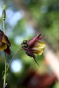 Aquilegia oxysepala flower