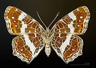 Form prorsa underside