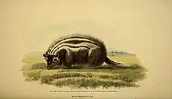 Painting of a black furry animal with white stripes running down its back and white markings on its face