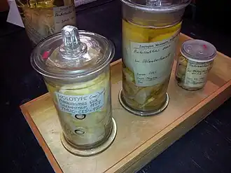 #14 (5/11/1855), Four jars containing soft tissue remains of the Architeuthis dux holotype, from the collections of the Zoological Museum in Copenhagen (as they appeared in 2013)