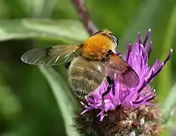 Sericomyia superbiens female