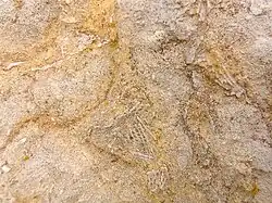 Invertebrate marine fossils in Argentine Limestone, Wyandotte Formation, Middle Zarah Subgroup, Kansas City Group. Near Shawnee Mission Lake, Johnson County, Kansas.