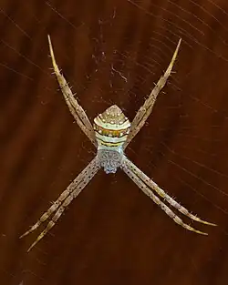 Female juvenile on her web, dorsal view, Laos.