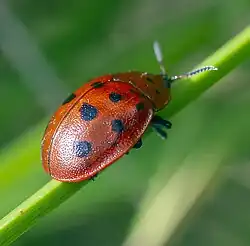 Argus Tortoise Beetle (Chelymorpha cassidea) color variant